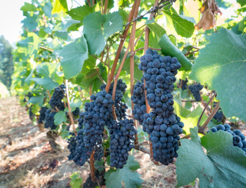 The Interesting Genetics of Pinot Noir